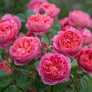 Engelse rozen