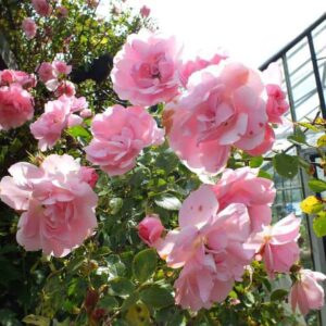 Wilde botanische rozen