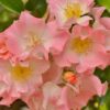Oleander Rose (pot)