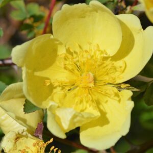 Rosa Primula (pot)