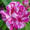 Rosa gallica Versicolor (pot)