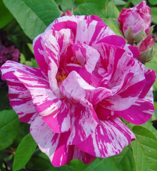 Rosa gallica Versicolor (pot)