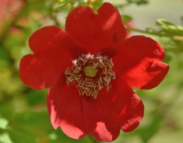 Rosa Moyesii Geranium (pot)