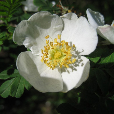 Rosa Omeiensis Pteracantha (pot)
