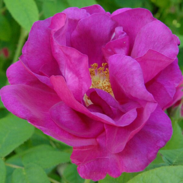 Rosa gallica Officinalis (pot)