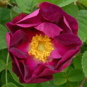Violacea (pot)