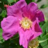 Rosa Rugosa rubra