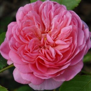 Princess Alexandra of Kent (pot)