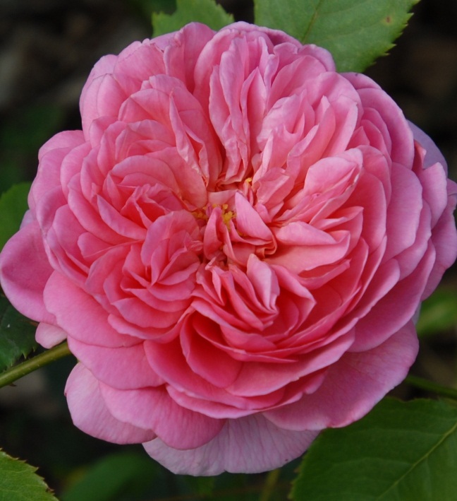 Princess Alexandra of Kent (pot)
