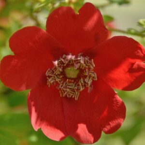 Rosa Moyesii Geranium (pot)