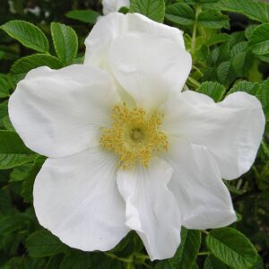 Rosa Rugosa alba (pot)