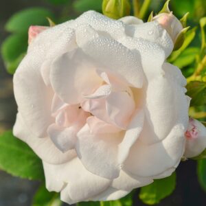 Sta Asprin Rose 90 cm