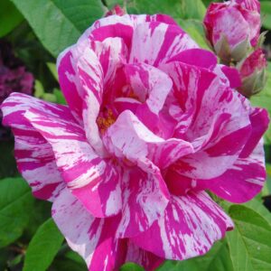 Rosa gallica Versicolor