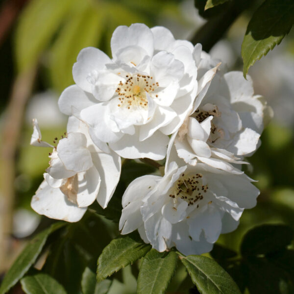 Rambling Rector