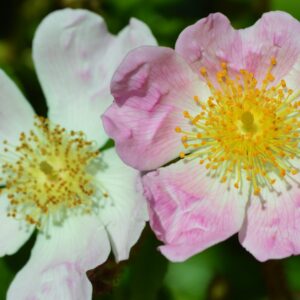 Rosa Multiflora Adenocheata