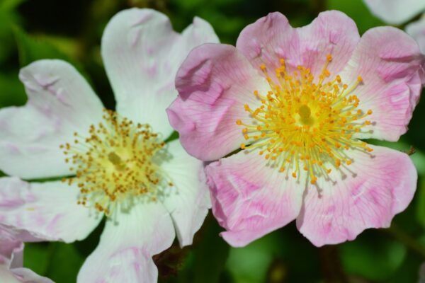 Rosa Multiflora Adenocheata