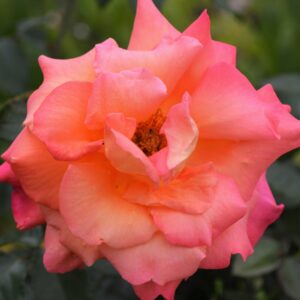 Freisinger Morgenrote