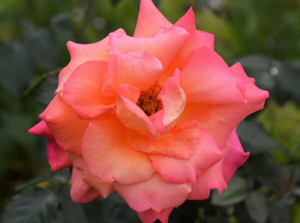 Freisinger Morgenrote