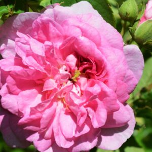 Ispahan