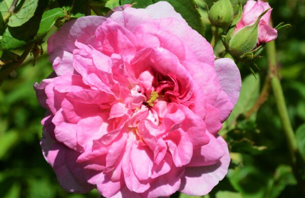 Ispahan