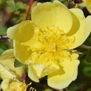 Rosa Primula