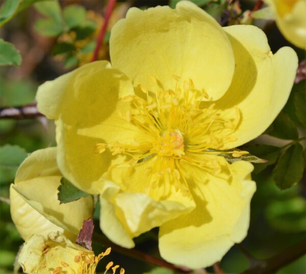 Rosa Primula
