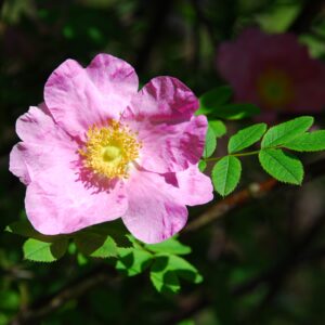 Rosa Roxburghii