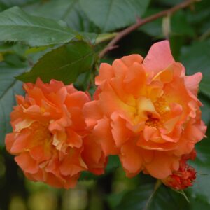 Westerland
