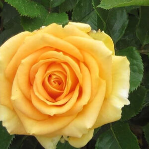 Cappuccino Rose