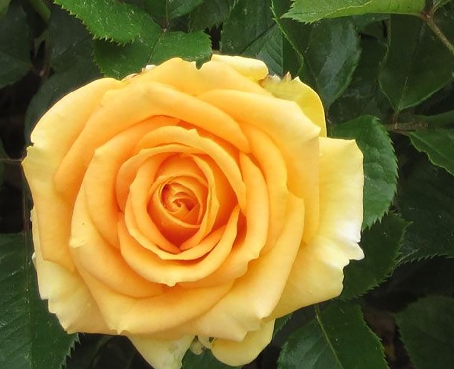 Cappuccino Rose